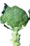 Broccoli from Royal project,The output of the current royal project,Â  Contains vegetables, safe toxins